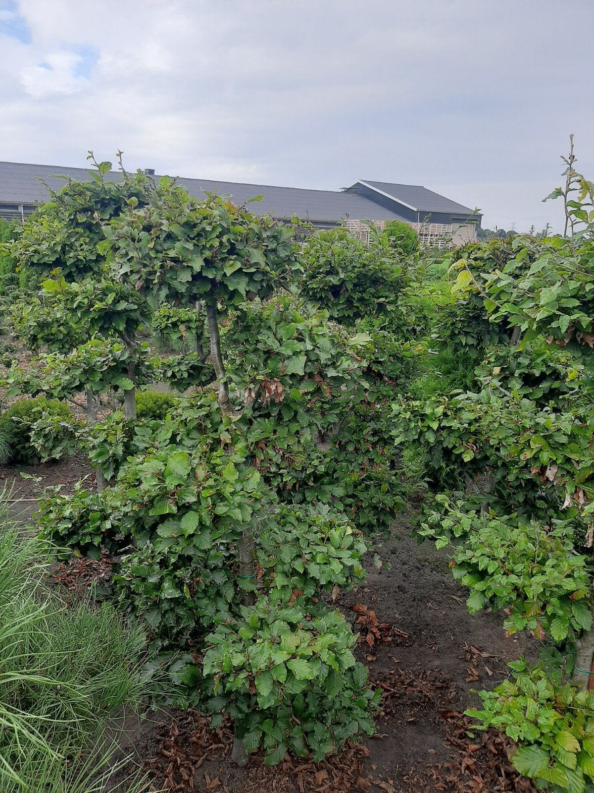 Fagus Sylvatica Vormsnoei - Unieke Vormboom €75,50, Tuin en Terras, Ophalen, Bloeit niet, Halfschaduw, Overige soorten