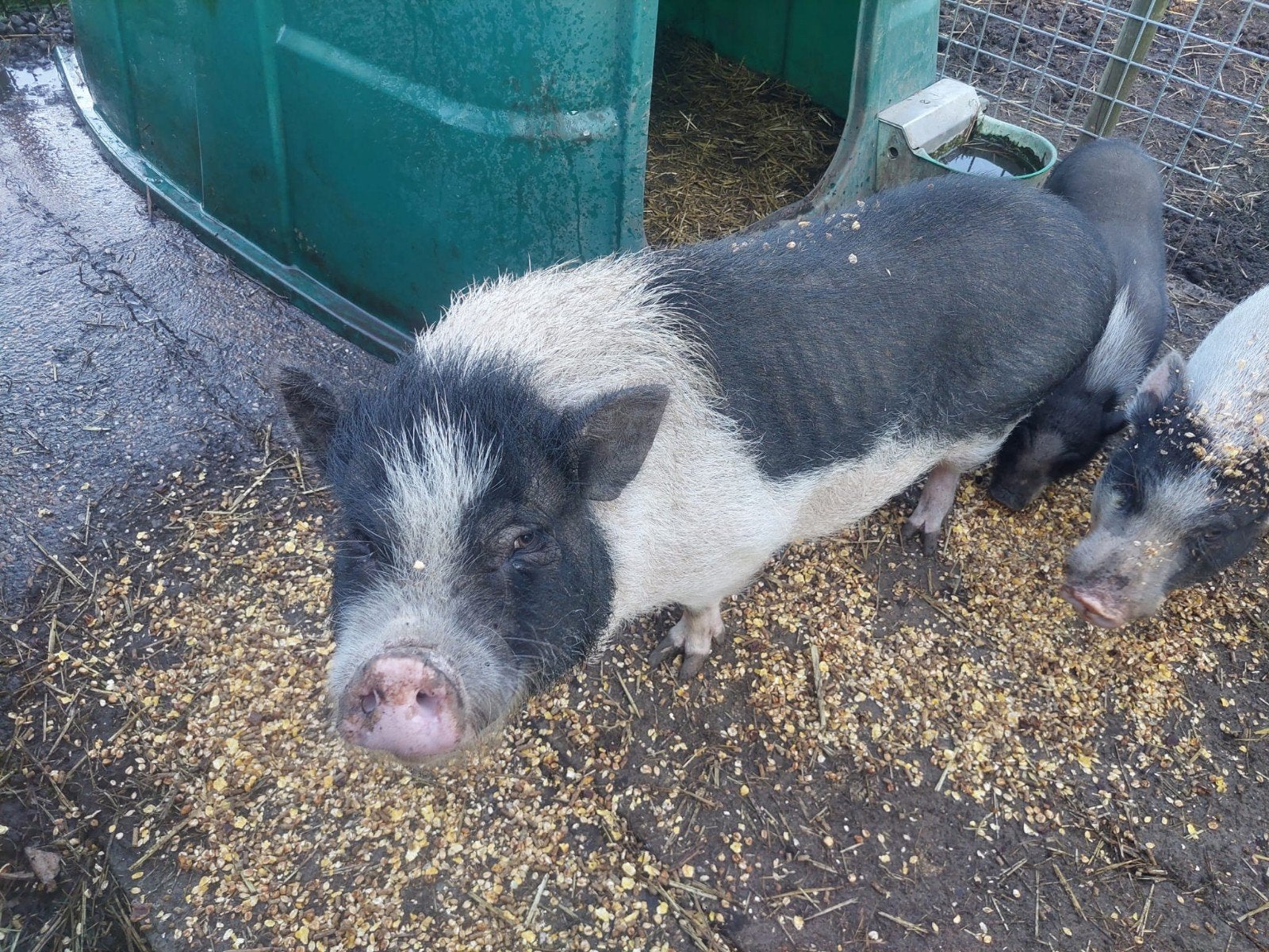 lieve mini landvarken te koop, Vrouwelijk, Varken