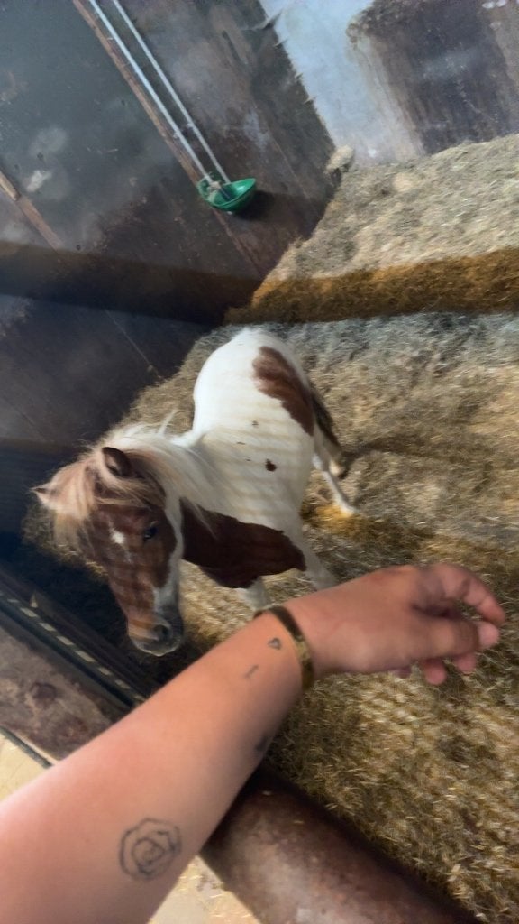 Verzorger mini Shetlander gezocht, Dieren en Toebehoren, Ophalen of Verzenden, Nieuw