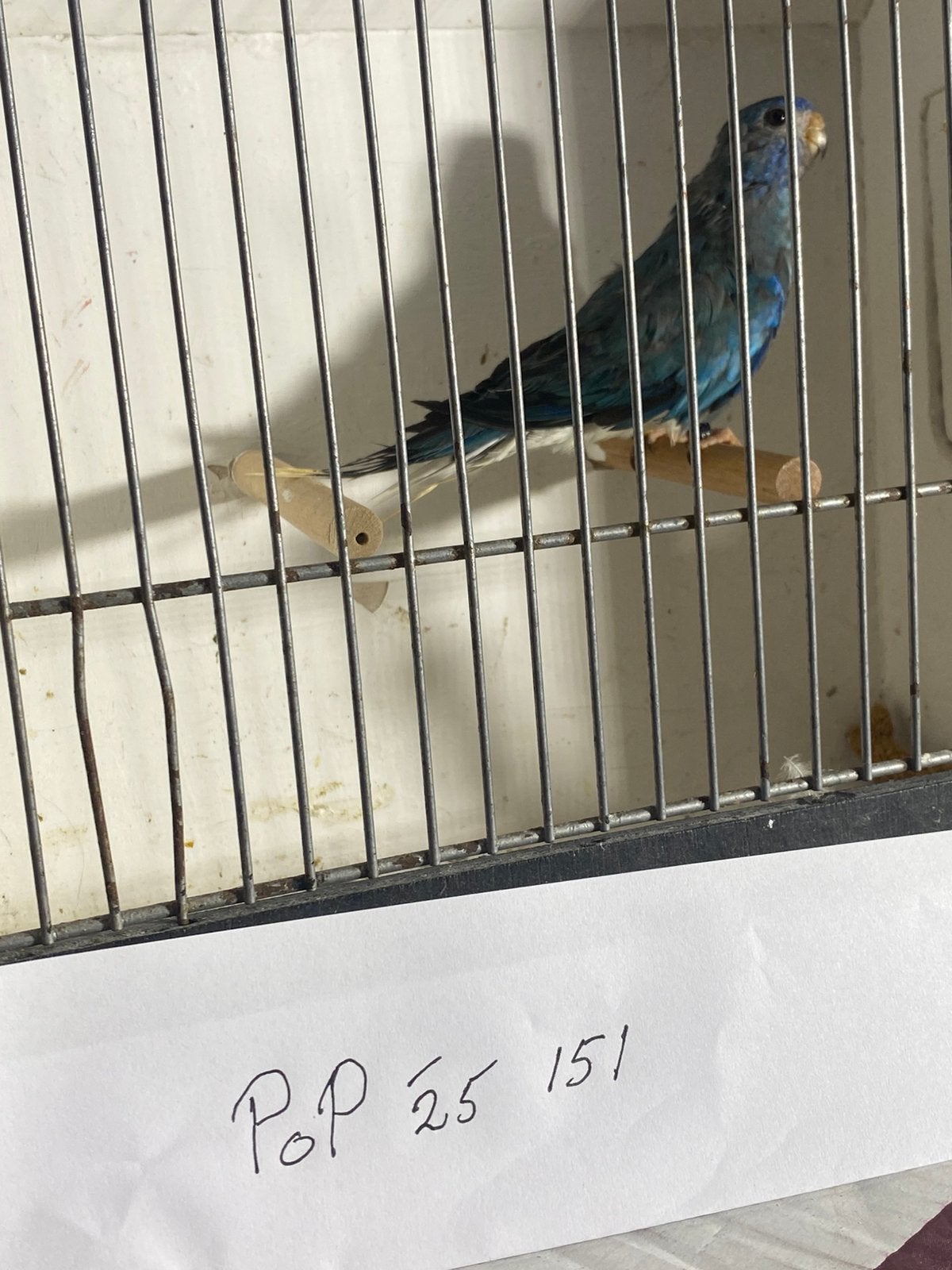 WITBORST SPLENDID ‘25. POP, Dieren en Toebehoren, Vrouwelijk, Parkiet, Geringd