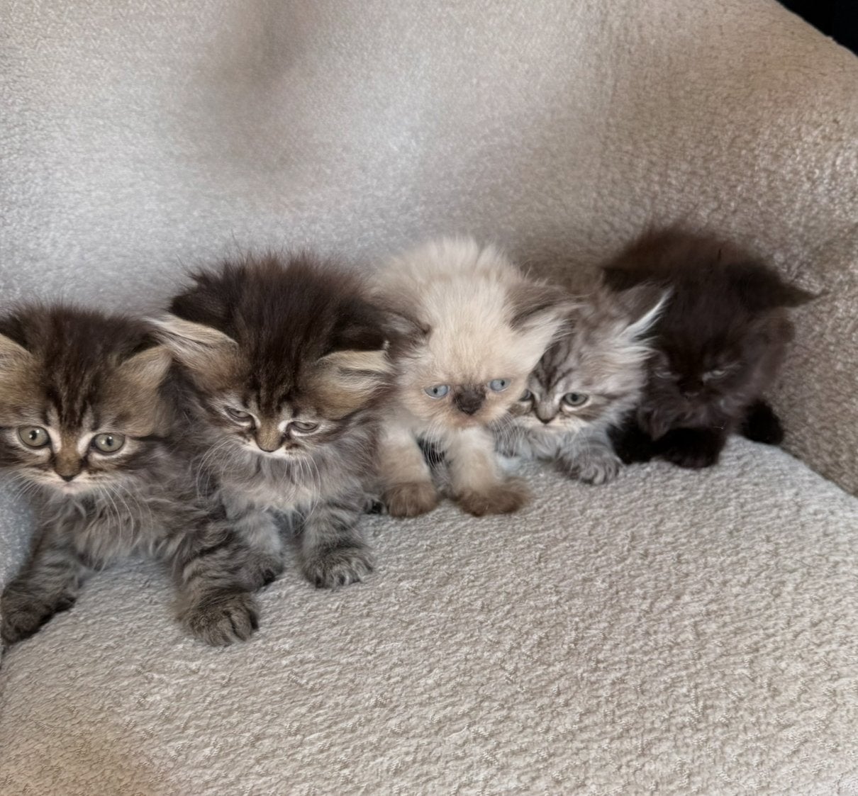 Liever Perzische kittens, Dieren en Toebehoren, Meerdere dieren, Ontwormd