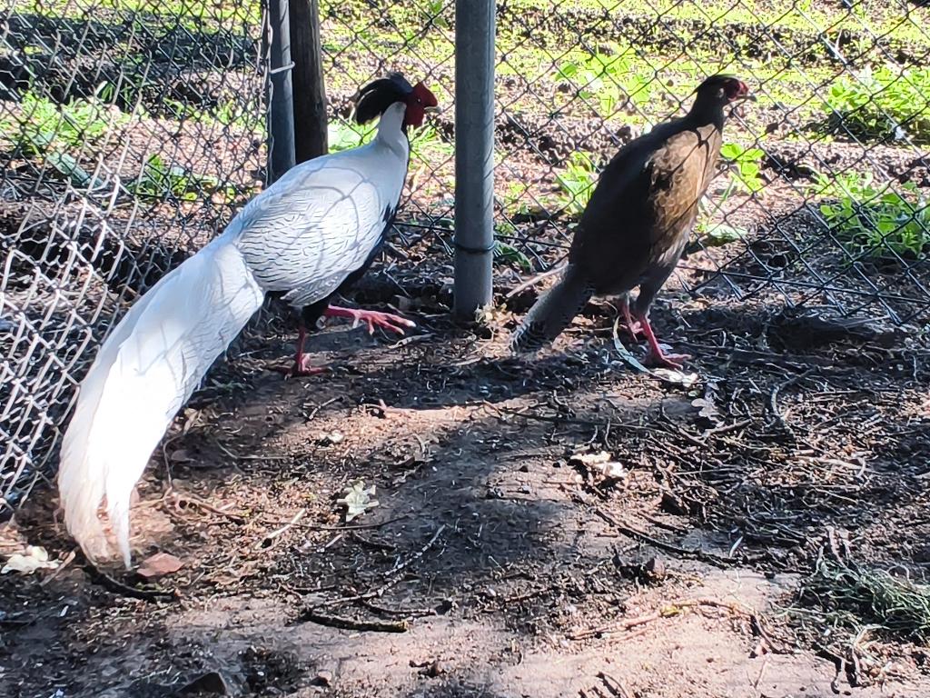 Zilverfazant koppel, Meerdere dieren, Overige soorten