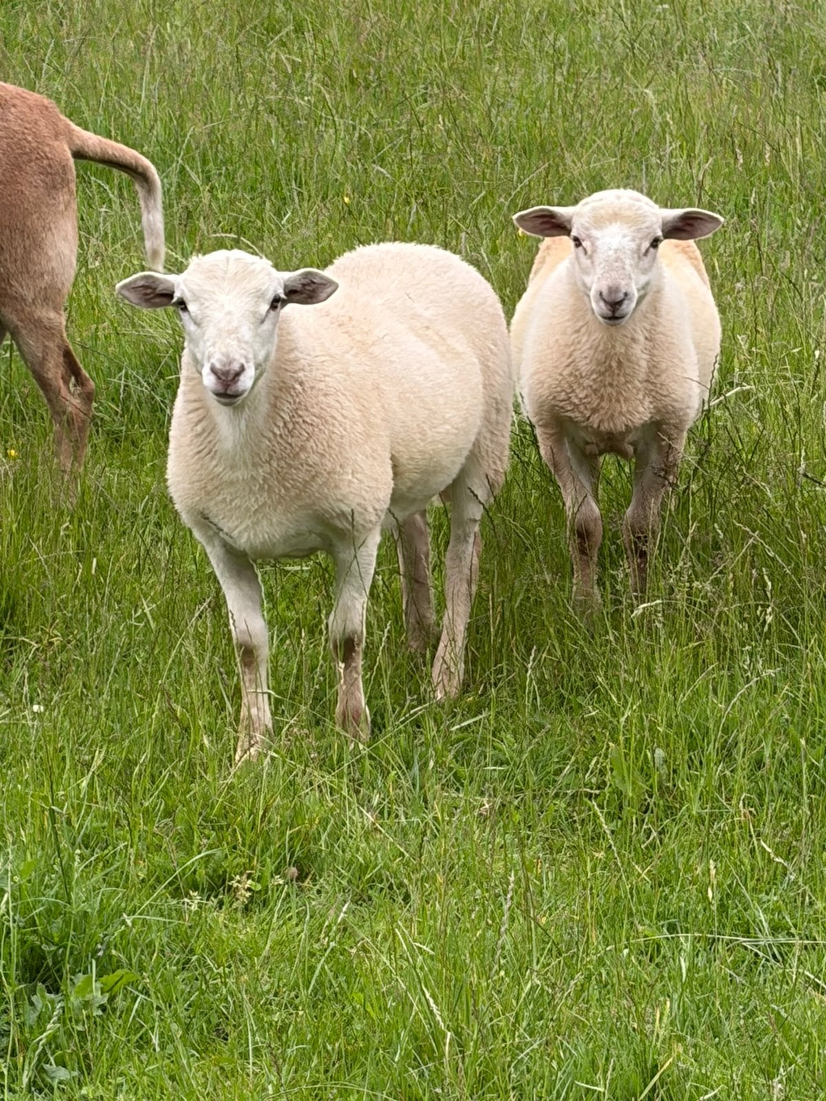 Rammen poll dorset, Mannelijk, Schaap, 0 tot 2 jaar