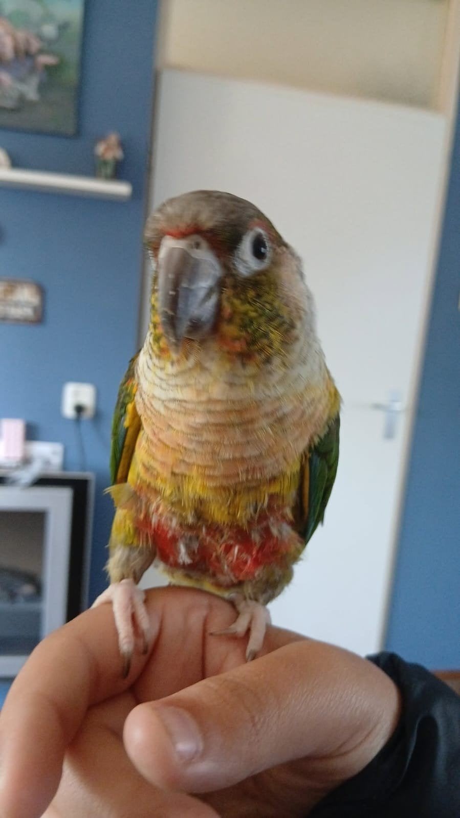 Lieve tamme pyrrhura, Geslacht onbekend, Papegaai, Tam