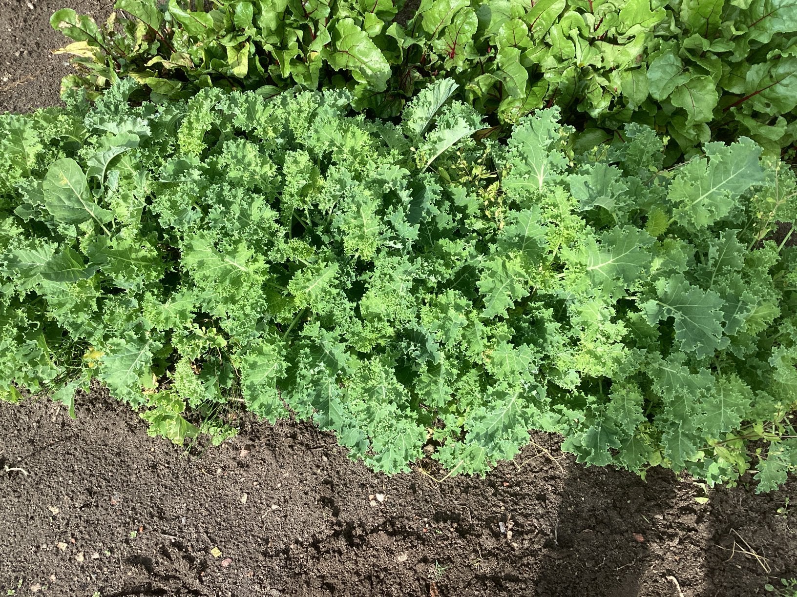 Verse Boerenkool Planten voor uw Tuin 0,20 eurocent per stuk, Tuin en Terras, Ophalen, Volle zon, Groenteplanten, Eenjarig