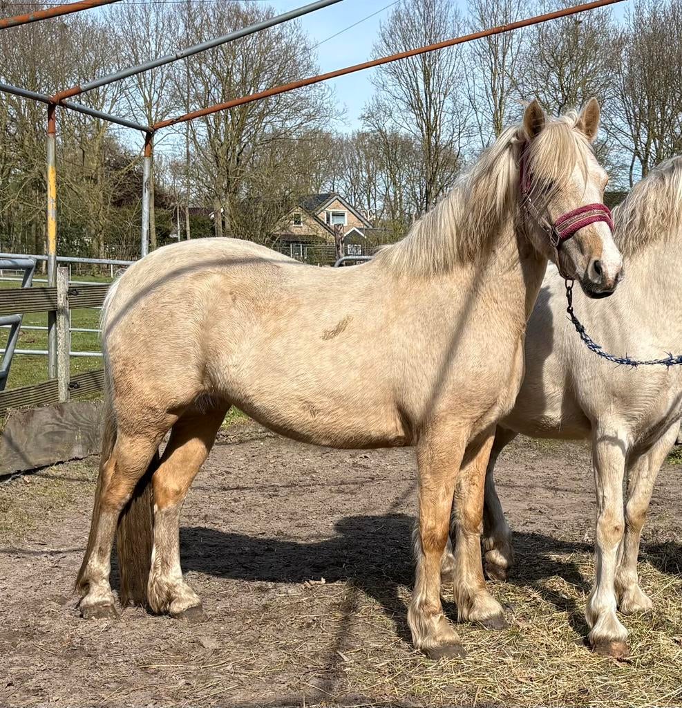 Grijp je kans 2  Palomino Welsh sectie C merries., Dieren en Toebehoren, Pony's, Merrie, C pony (1.27m tot 1.37m), 3 tot 6 jaar