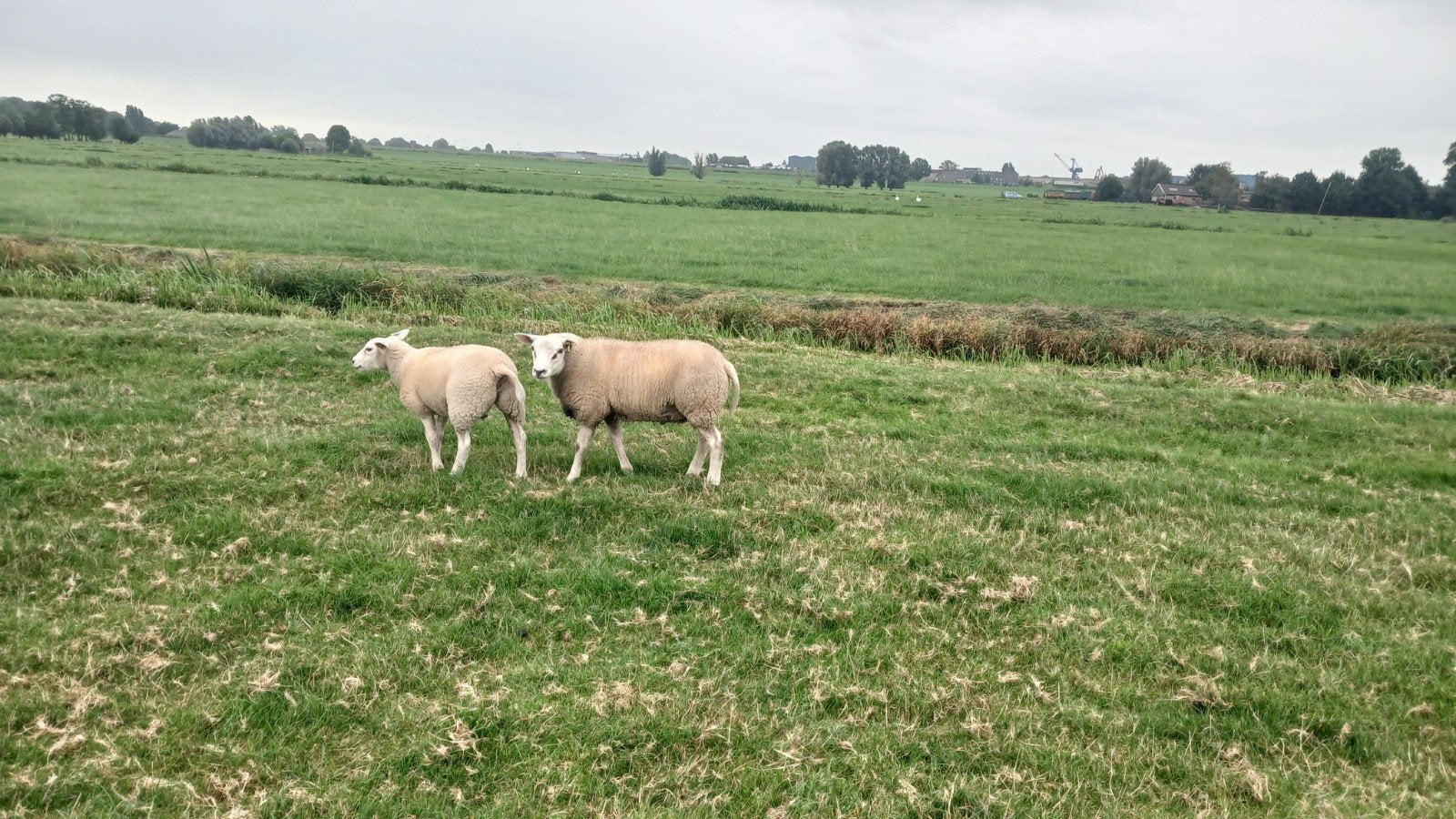 2 dekrammen te koop, Dieren en Toebehoren, Schaap