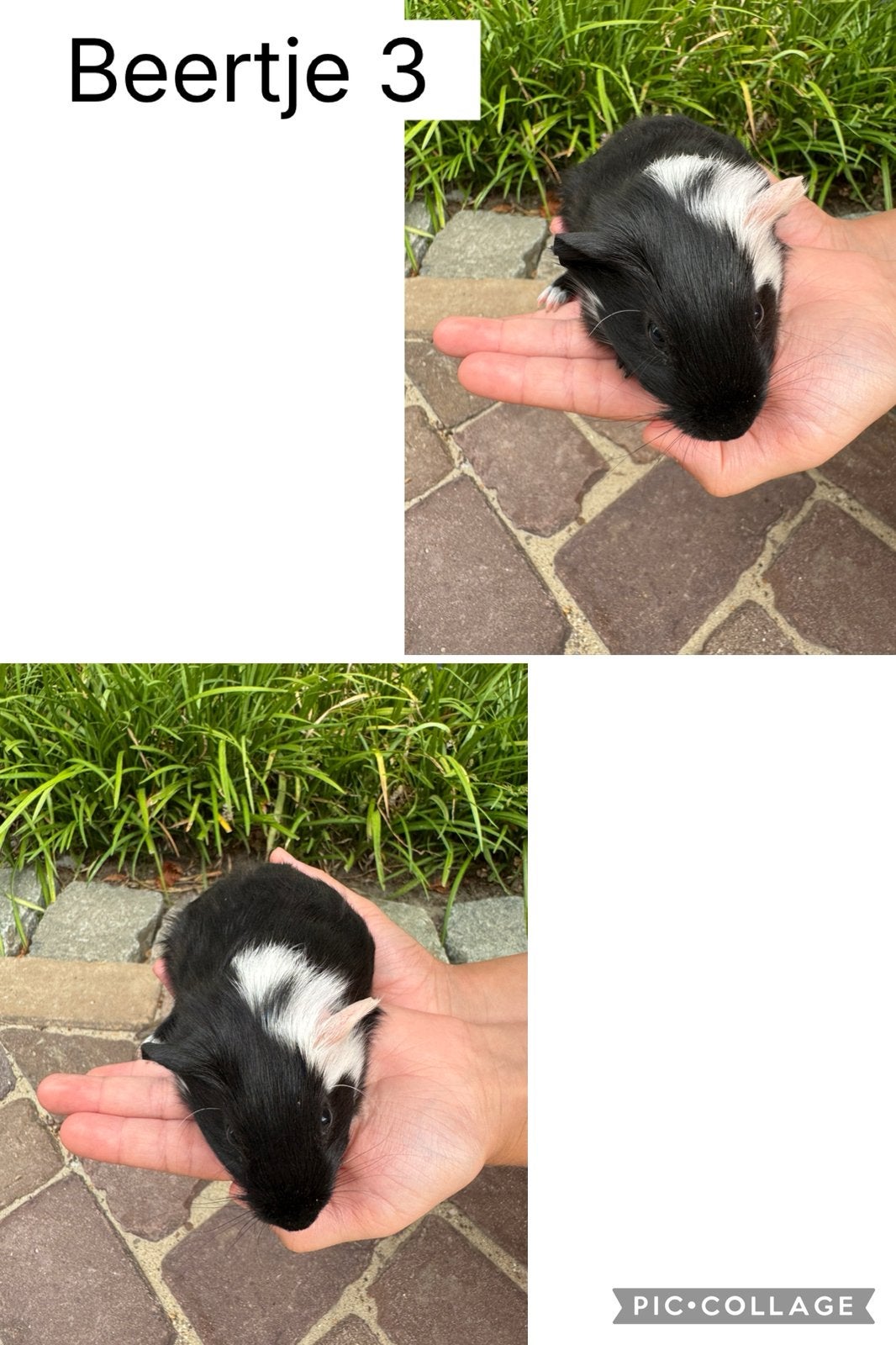 Prachtige tamme jonge cavia’s, Dieren en Toebehoren, Cavia, Juli, Meerdere dieren, Tam