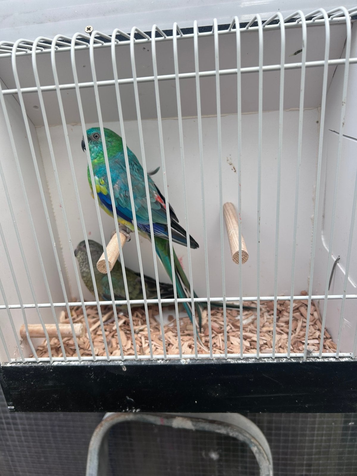 Koppel wildkleur roodruggen, Meerdere dieren, Parkiet