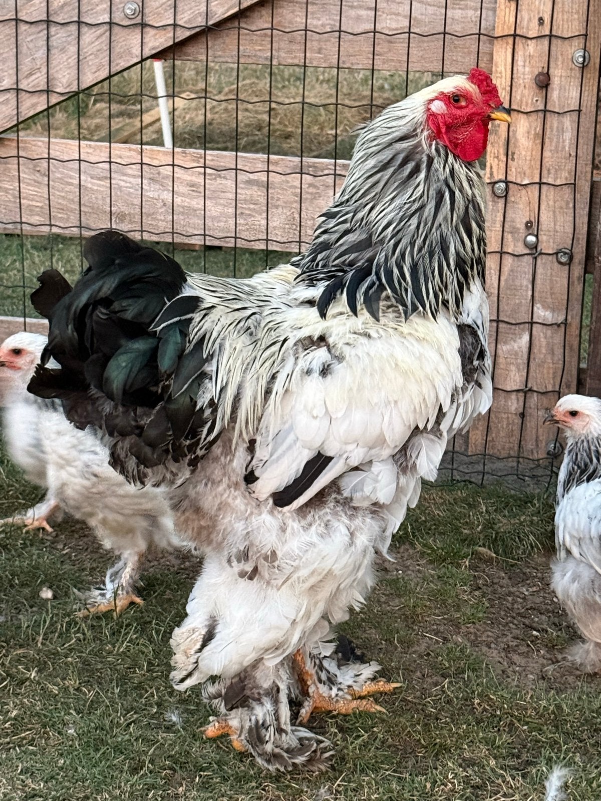 brahma columbia wit zwart, Dieren en Toebehoren, Pluimvee, Mannelijk, Kip
