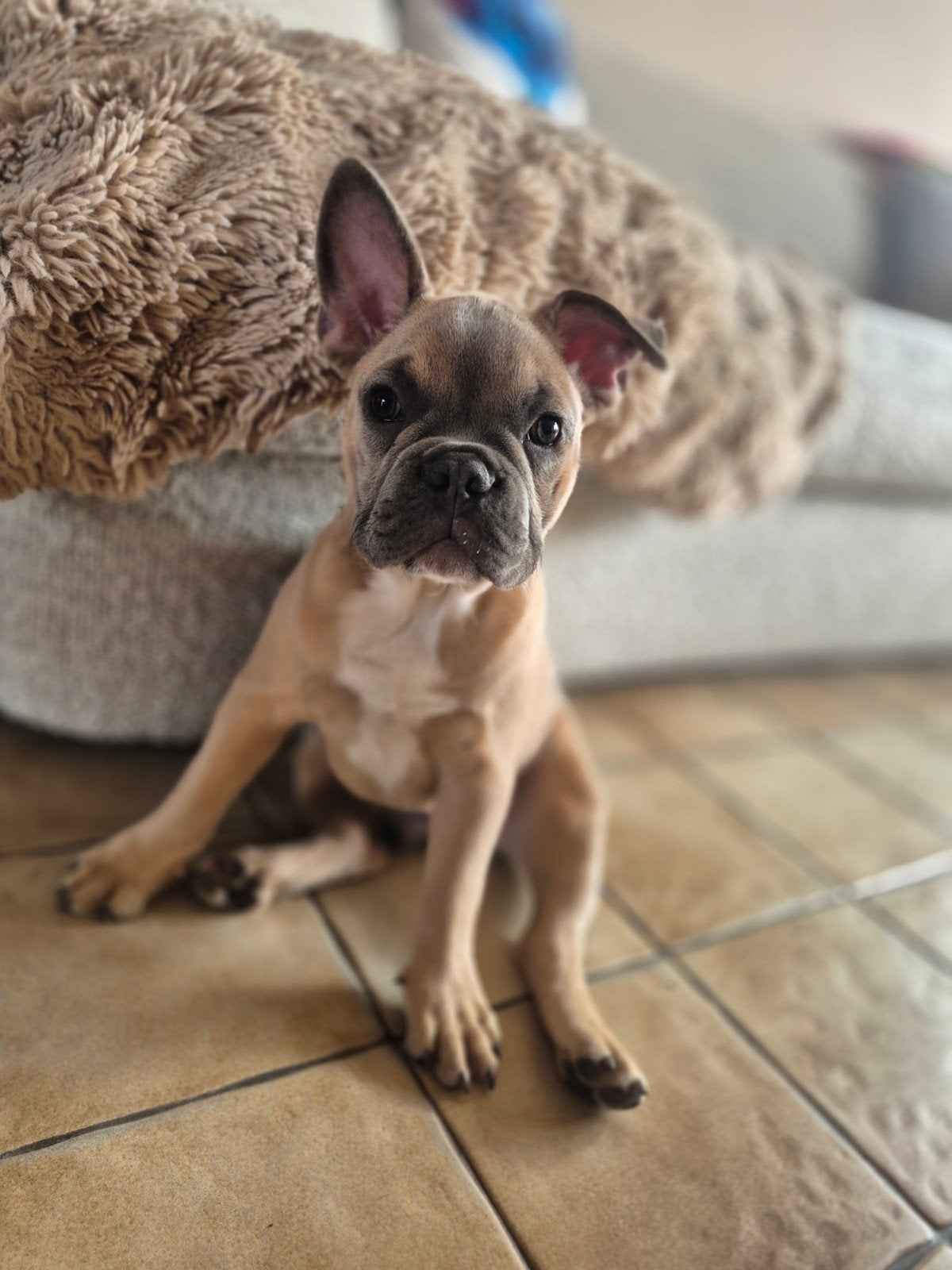 Franse Bulldog reutje, België, Particulier, Reu, 8 tot 15 weken