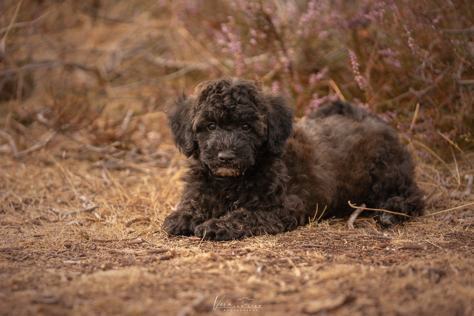 2 Mini Doodle Boompoo pups, Dieren en Toebehoren, Poedel, 8 tot 15 weken, Meerdere, Meerdere dieren