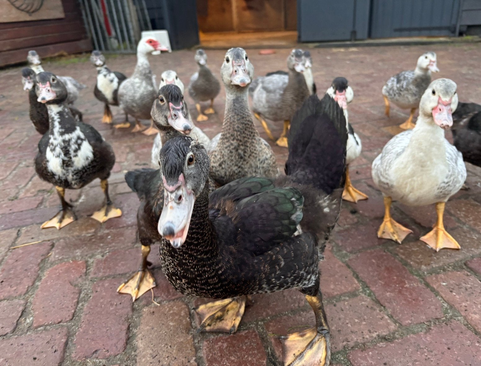 Muskuseenden, super tam, Meerdere dieren, Eend