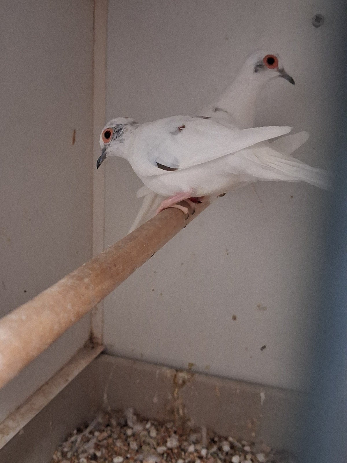 koppel bonte diamantduiven, Dieren en Toebehoren, Meerdere dieren, Tropenvogel, Geringd