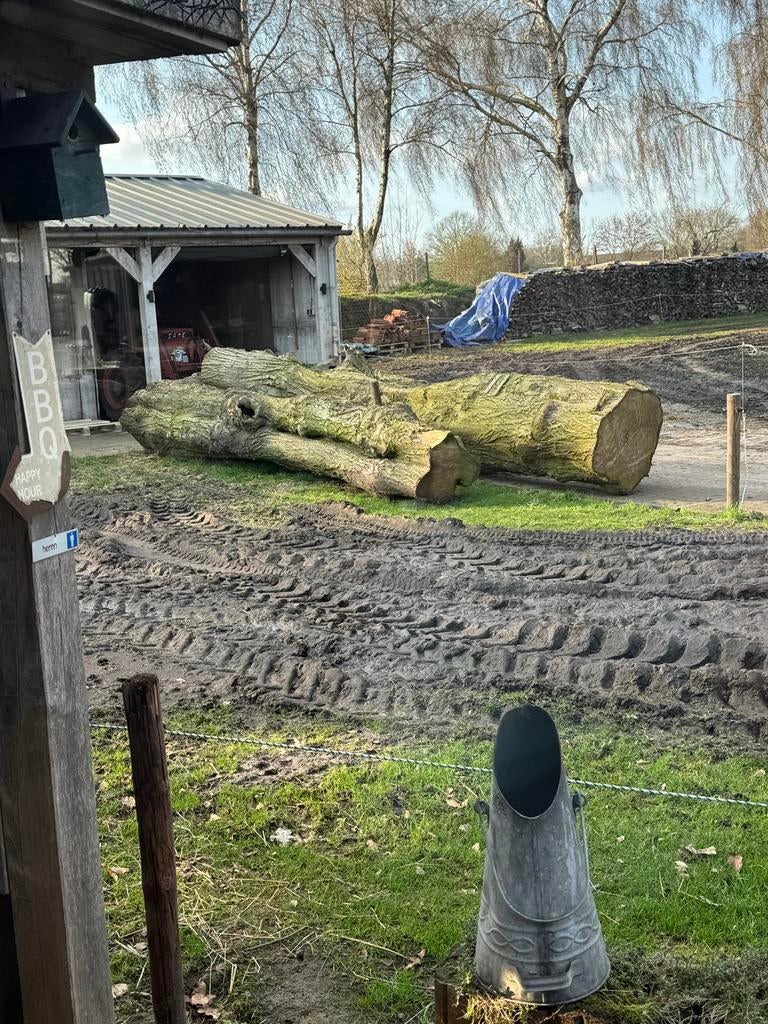 Grote lindehouten boomstammen voor diverse projecten, Ophalen, Gebruikt, Overige typen, Overige houtsoorten