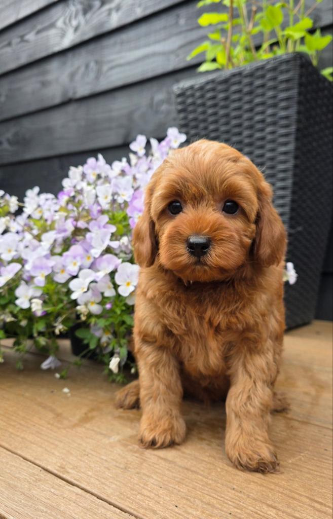 Cockapoo pup reutje, Nederland, 8 tot 15 weken, Eén hond, Fokker | Professioneel