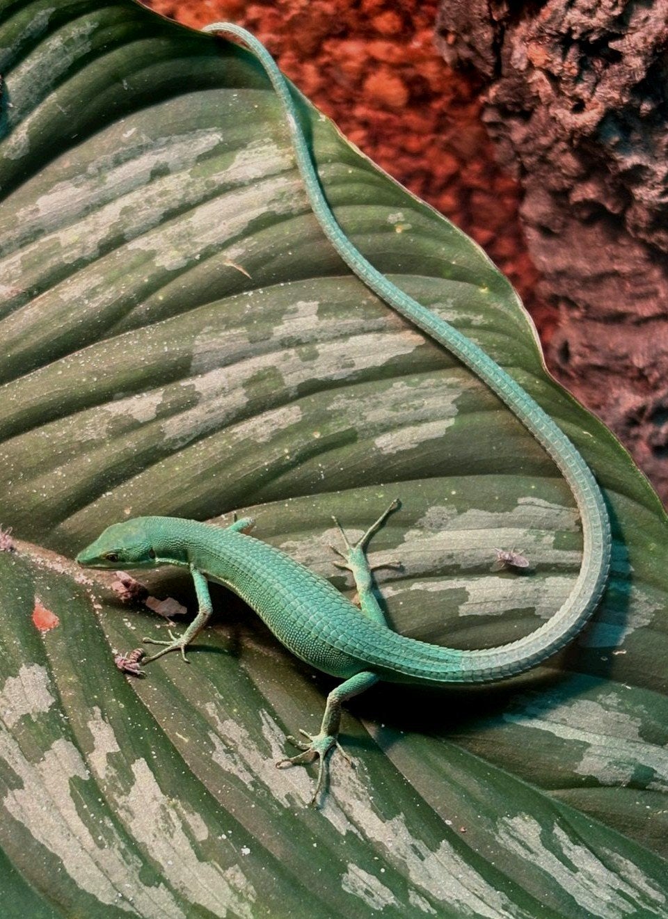 Takydromus smaragdinus groene langstaarthagedissen, Dieren en Toebehoren, Hagedis, Tam, 0 tot 2 jaar