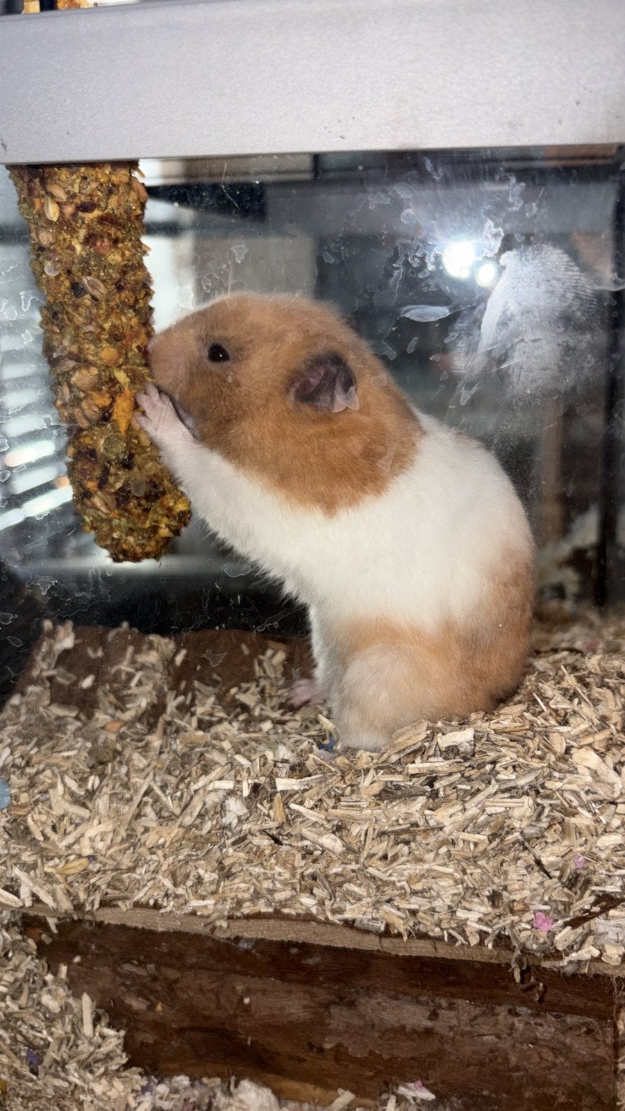 Hamster met kooi en toebehoren, Januari, Mannelijk, Hamster