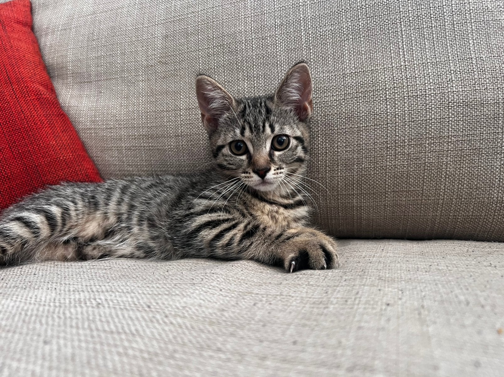 Lieve black tabby poes, al gechipt en gevaccineerd., Dieren en Toebehoren, Poes, Gechipt, 0 tot 2 jaar