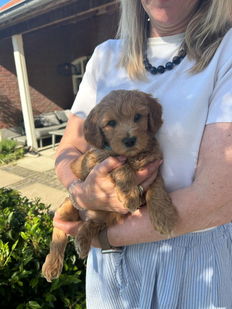 nog 3 schattige bruine Labradoodle x Australian Labra Doodle, 8 tot 15 weken, Parvo, Meerdere, Meerdere dieren