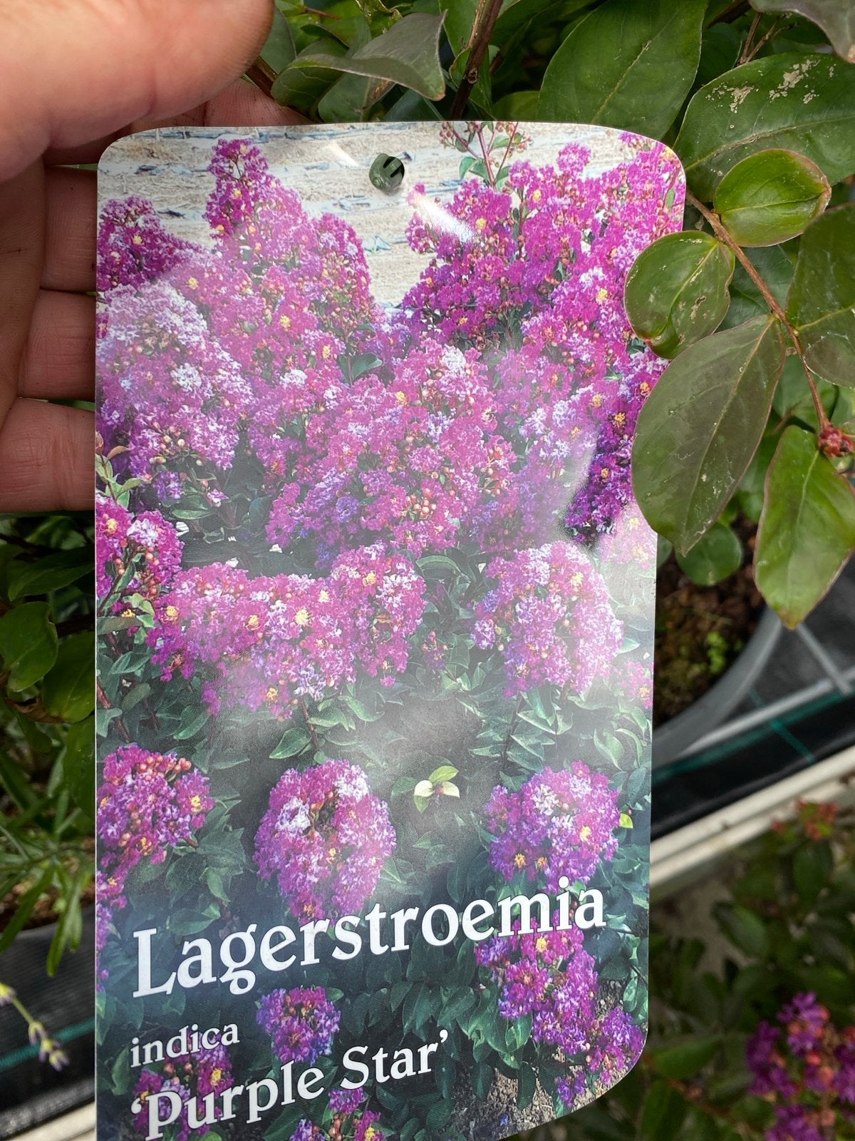 Lagerstroemia indica 'Purple Star' - Prachtige Bloeier, Tuin en Terras, Volle zon, Vaste plant, Zomer, Ophalen