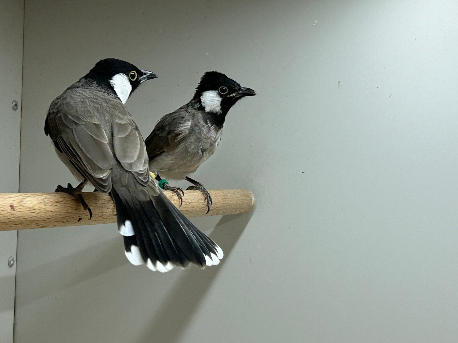 1-1 Witoor Buulbuul, Dieren en Toebehoren, Meerdere dieren, Wildzangvogel, Geringd