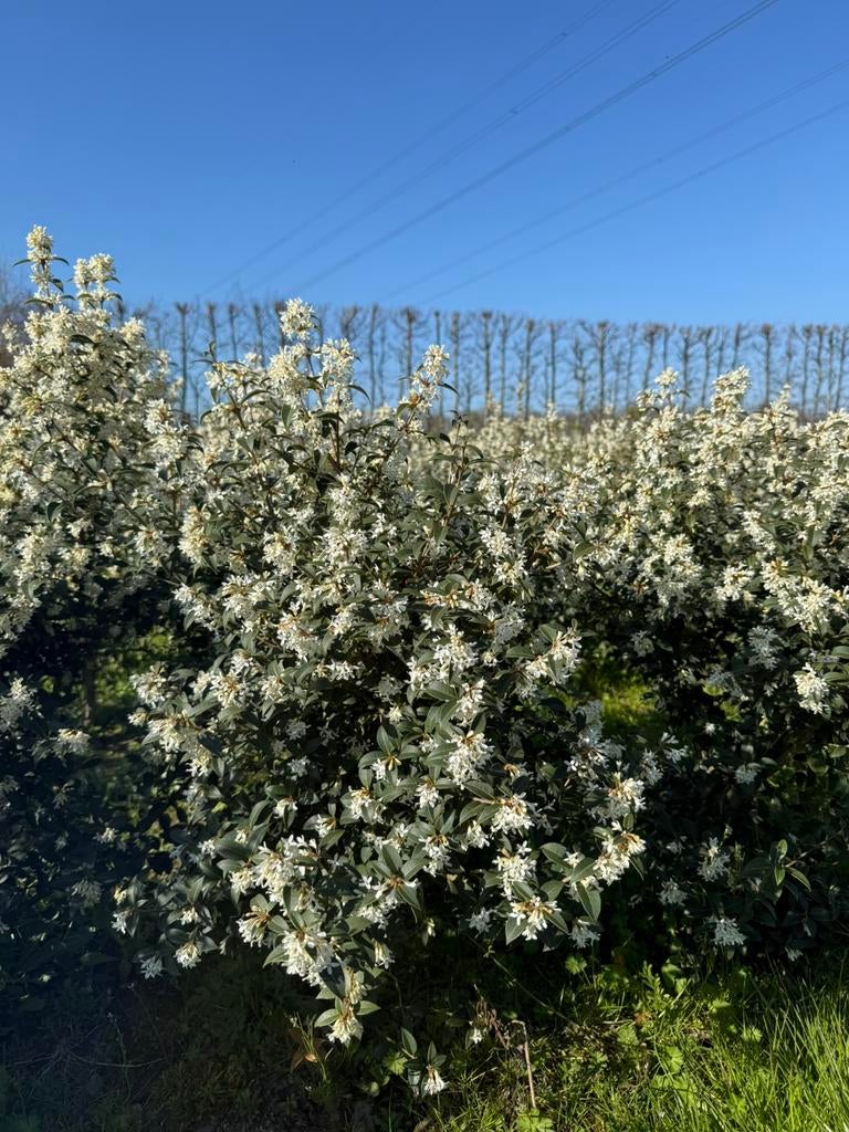 Prachtige Osmanthus burkwoodii!!!, Tuin en Terras, Planten | Tuinplanten, Ophalen
