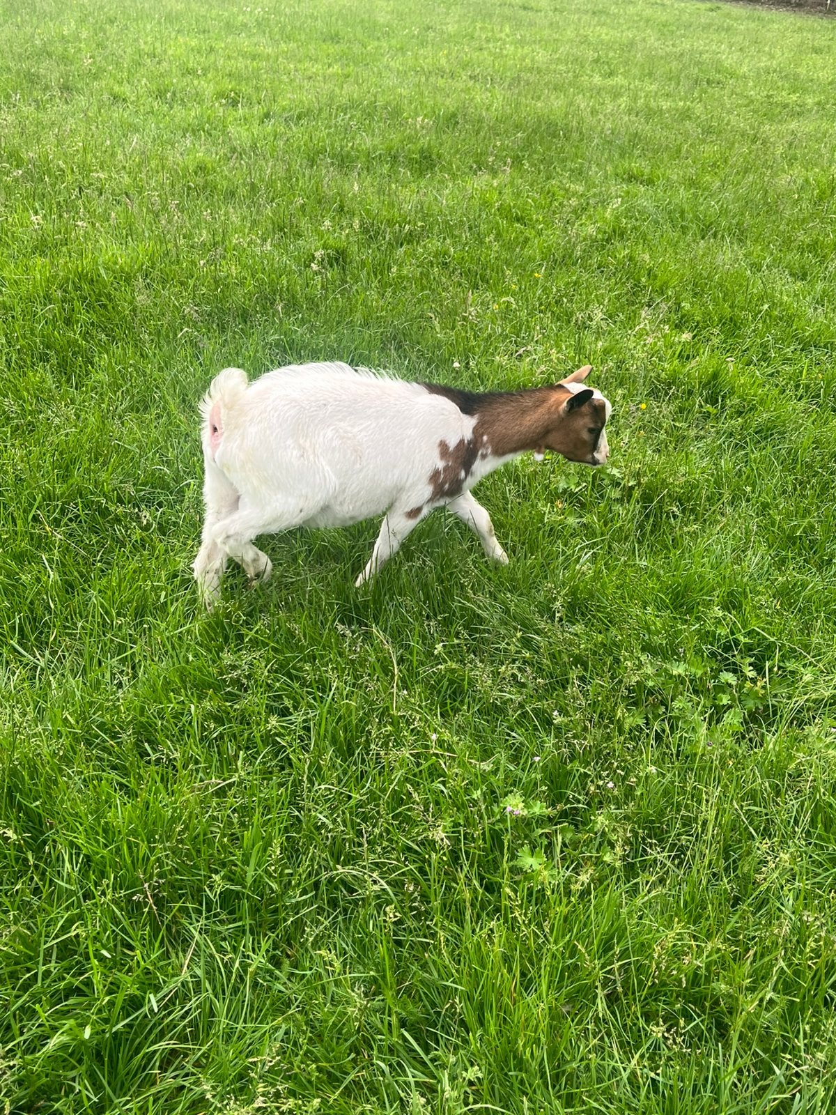 Hoornloze bok te koop, Dieren en Toebehoren, Schapen, Geiten en Varkens, Mannelijk, Geit