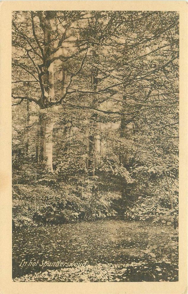 381-148-025 Spanderswoud In het, Verzenden, Voor 1920, Noord-Holland