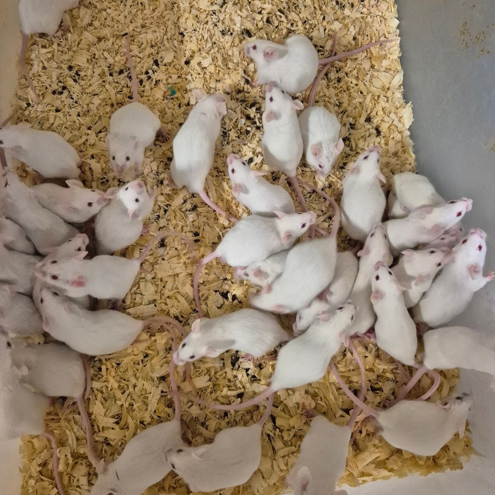 muizen, Dieren en Toebehoren, Knaagdieren, Juli, Meerdere dieren, Muis
