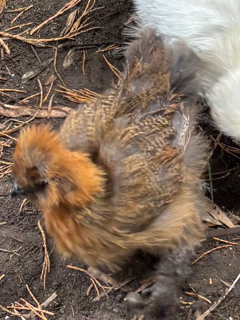 Zijdehoen hennen, Dieren en Toebehoren, Vrouwelijk, Kip