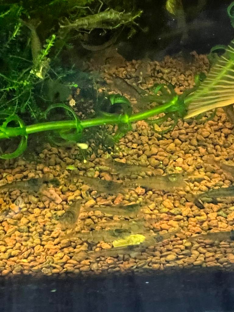 Neocardina Garnalen, Kreeft, Krab of Garnaal