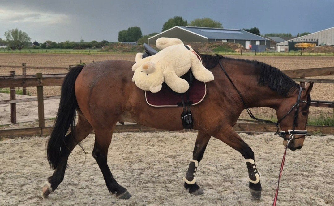 Lieve aanhankelijke ruin te koop., Hengst, 160 tot 165 cm, Dressuurpaard, 3 tot 6 jaar