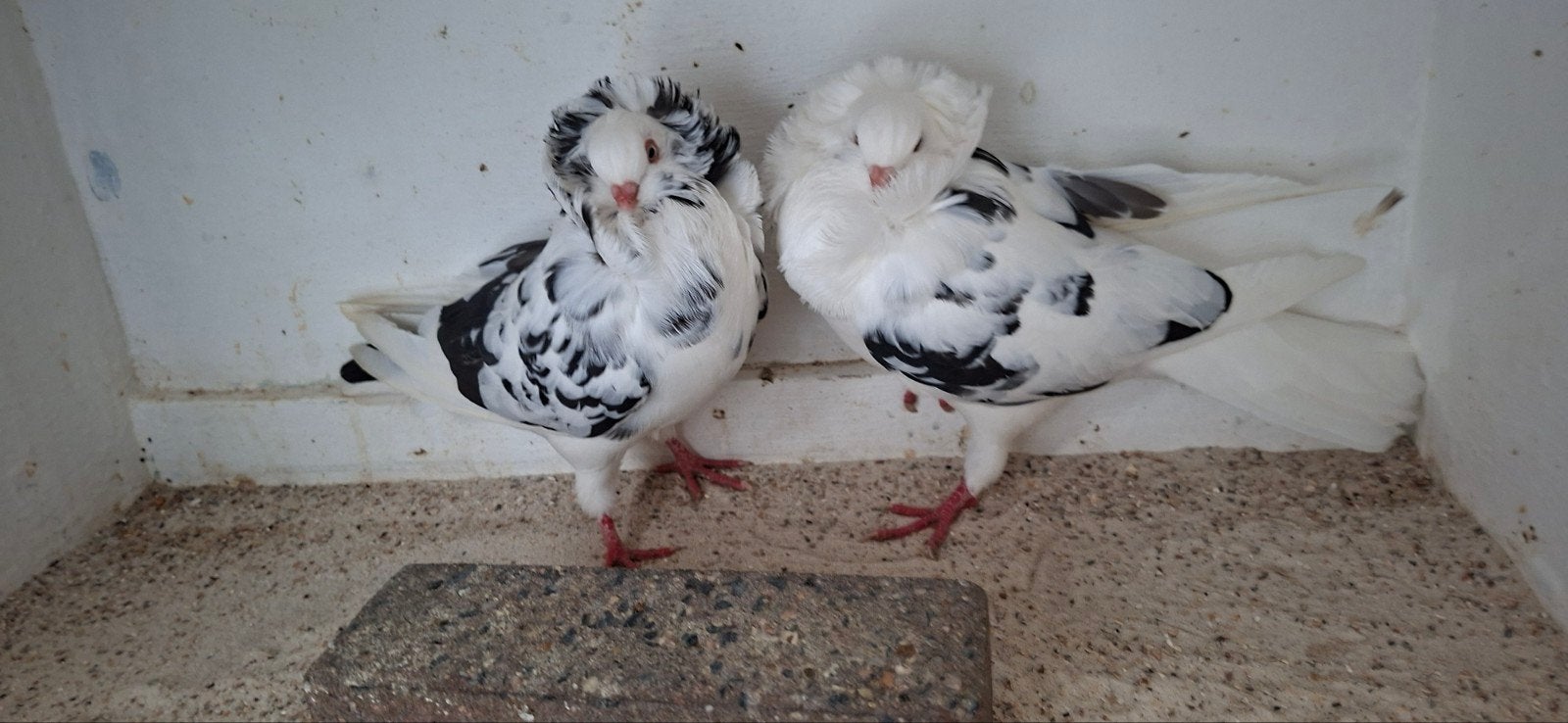 te koop. sierduiven Oudhollands kapucijnen duiven, Dieren en Toebehoren, Meerdere dieren