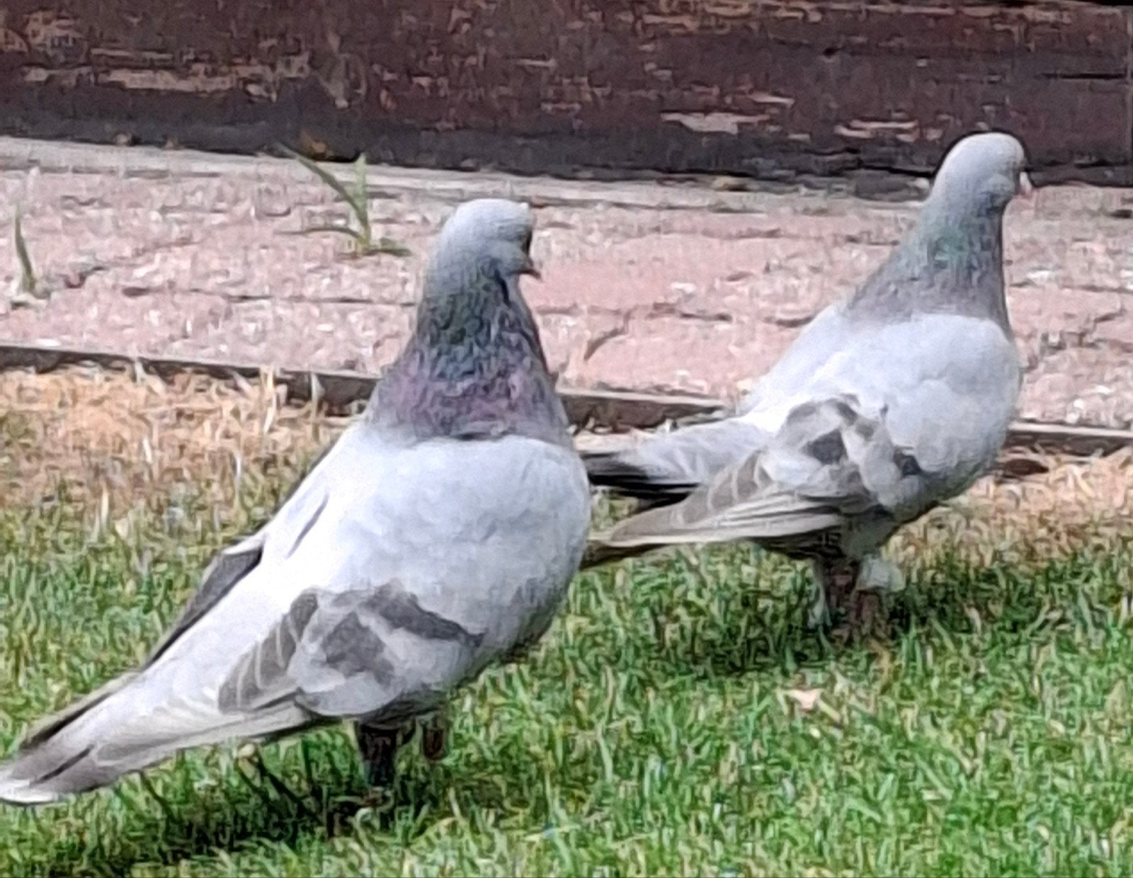 Een koppel vogels die Iraakse valken eten, 2 jaar oud, goede, Dieren en Toebehoren, Vogels | Duiven