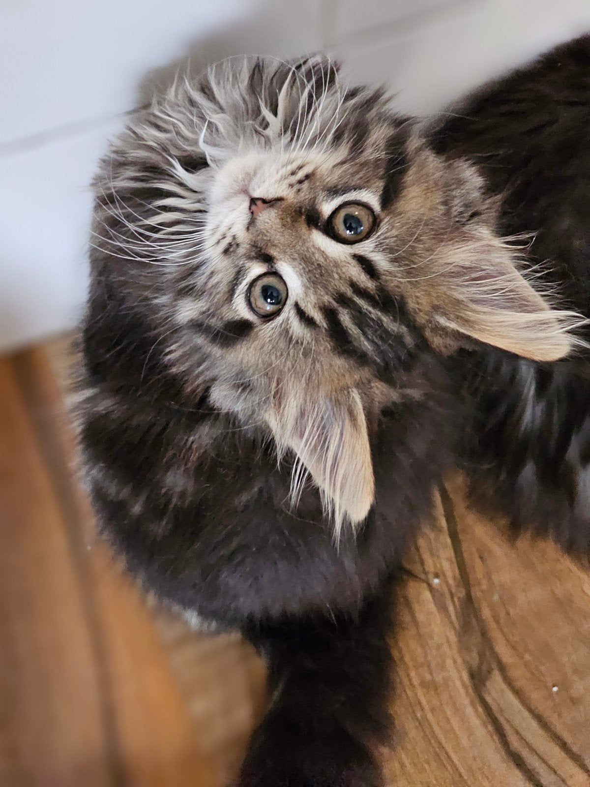 Maine coon kittens, Meerdere dieren
