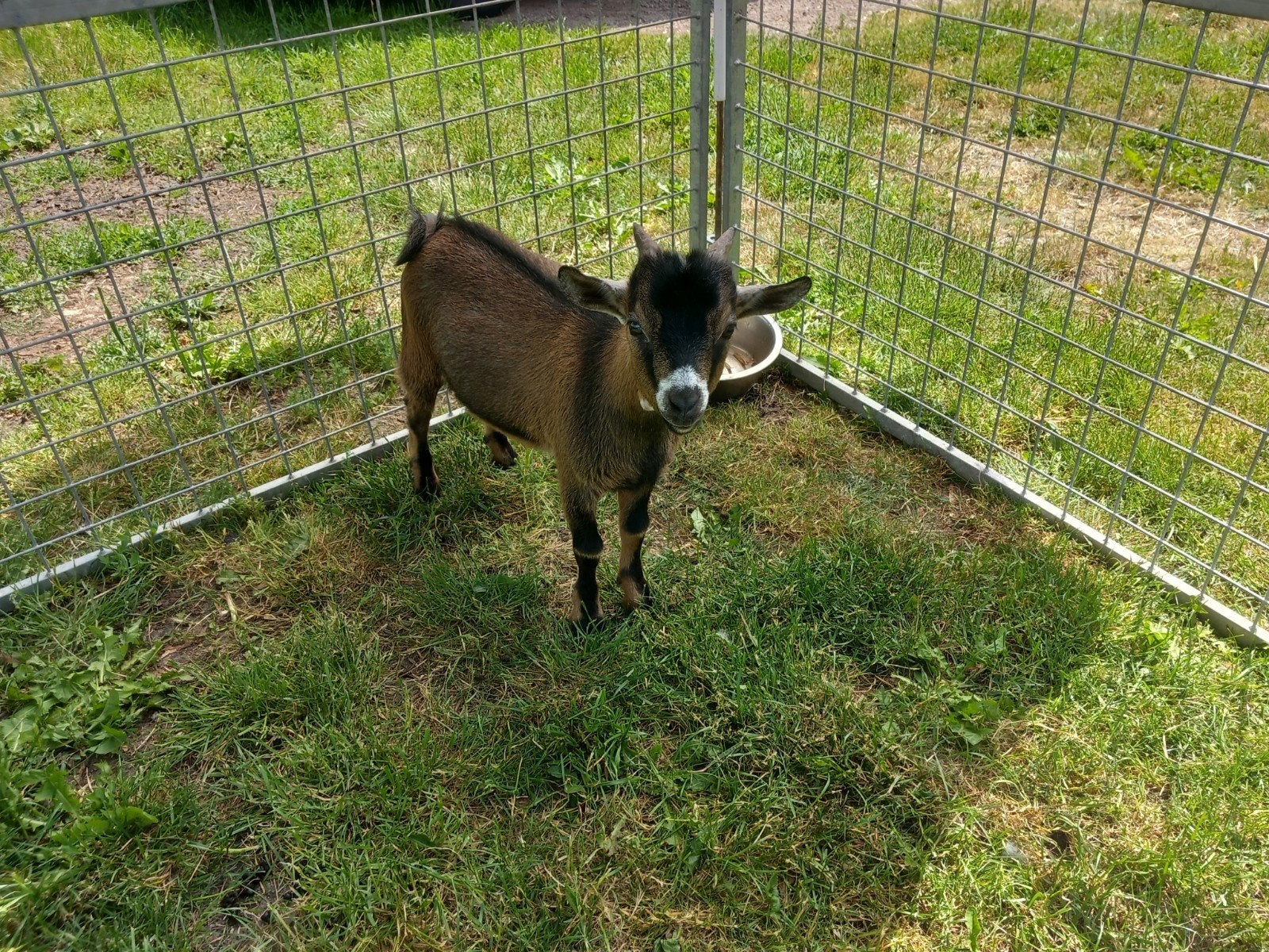 Knap dwerggeit bokje, Meerdere dieren, Geit