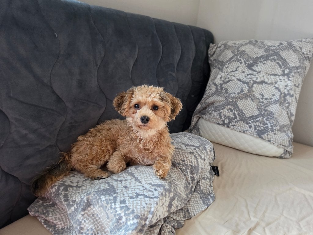 Boomerpoo Biewer zoekt liefdevolle baasje, CDV (hondenziekte), 1 tot 2 jaar, Eén hond, Nederland