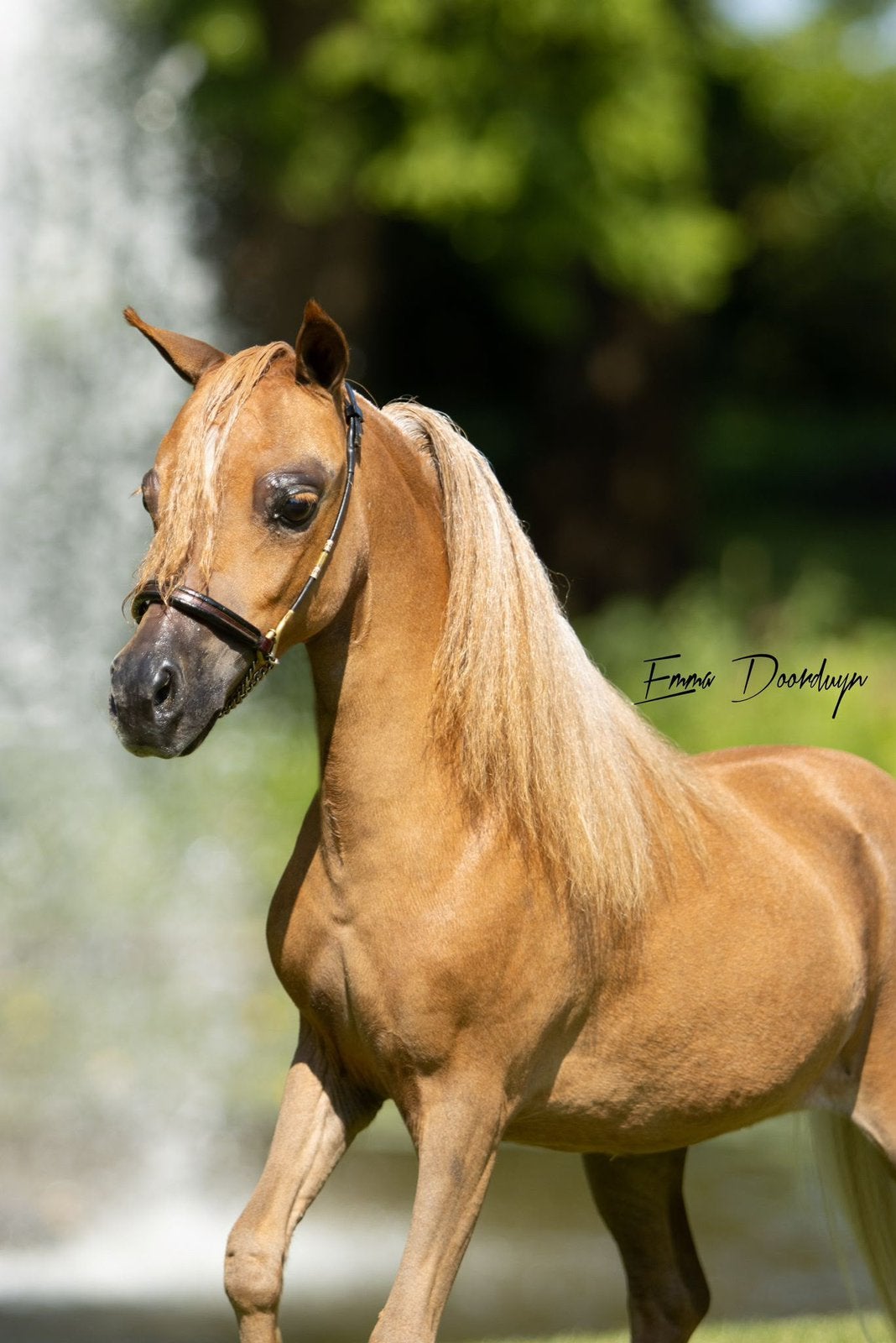 2 mini merrie pony’s, 1 drachtig, Merrie, 0 tot 2 jaar
