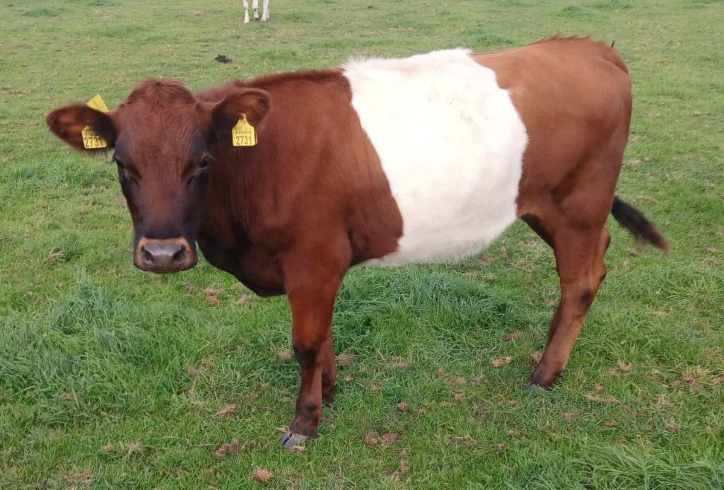 2 Lakenvelder vaarzen, Dieren en Toebehoren, Meerdere dieren, 0 tot 2 jaar