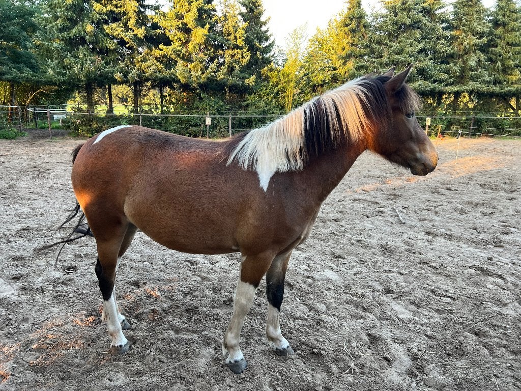Knappe 4 jarige C pony, B, 3 tot 6 jaar, C pony (1.27m tot 1.37m), Recreatiepony