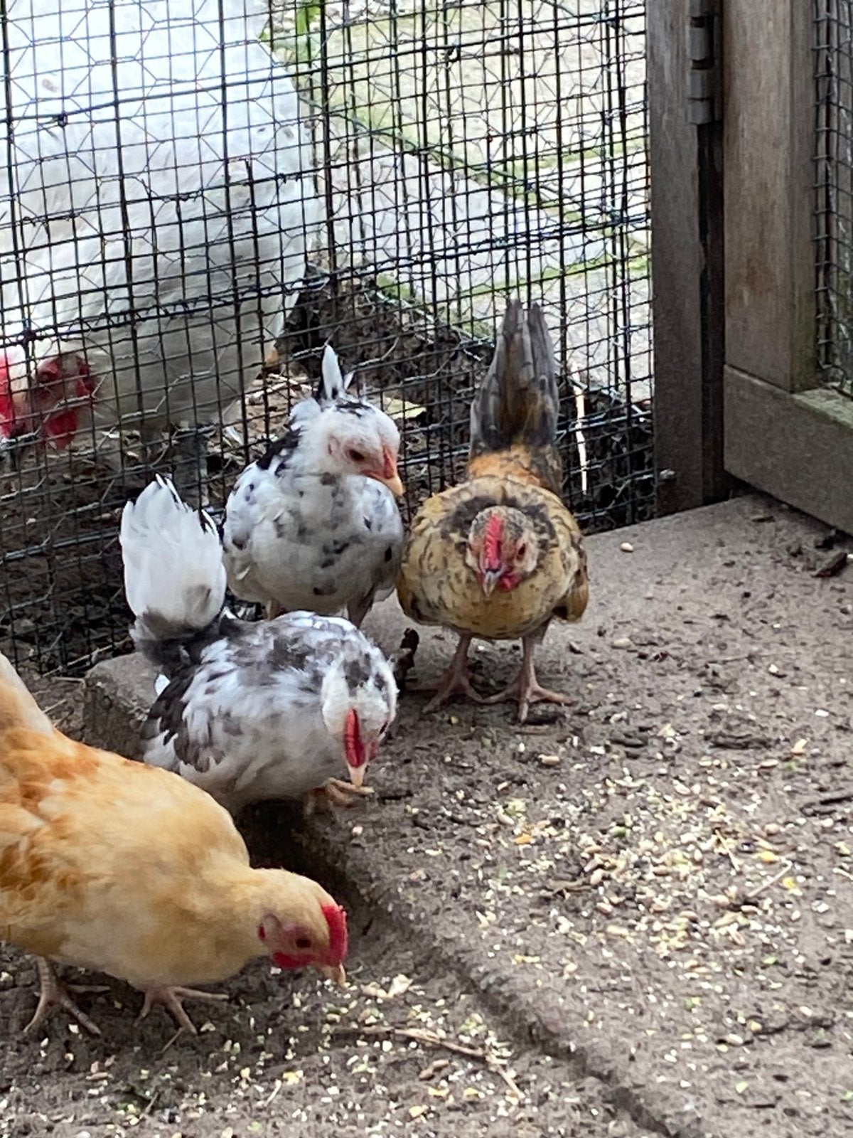 Serama kippen, Dieren en Toebehoren, Meerdere dieren, Kip