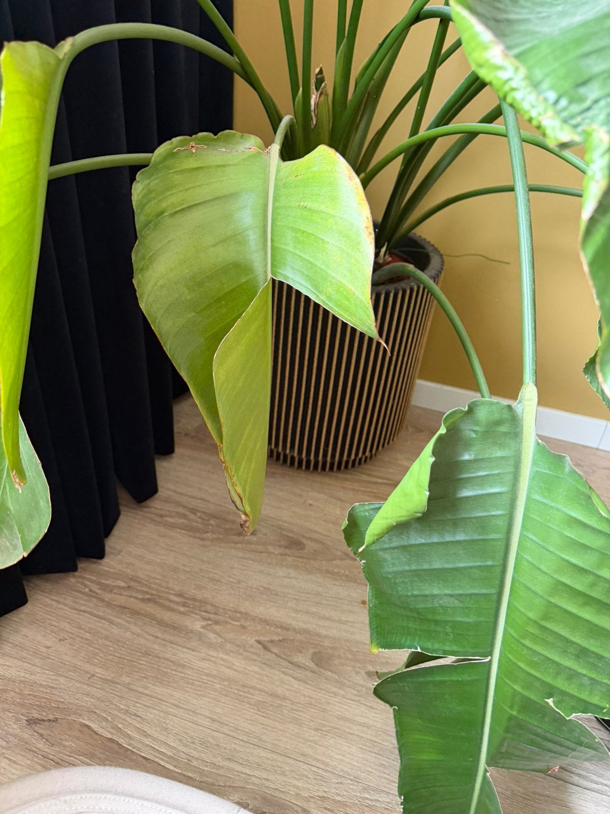 Kamerplant en plantenbak, Ophalen, 100 tot 150 cm, Overige soorten, Halfschaduw