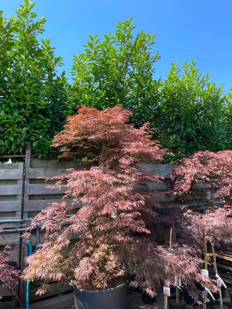 Acer diverse soorten, Ophalen, Bloeit niet, Halfschaduw, Overige soorten