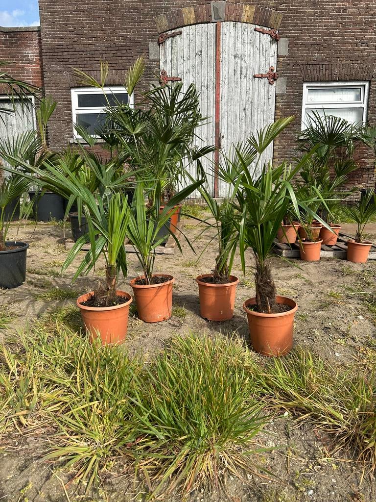 Kleine Palmboom Trachycarpus fortunei, Minder dan 100 cm, Zomer, Palmboom, Ophalen