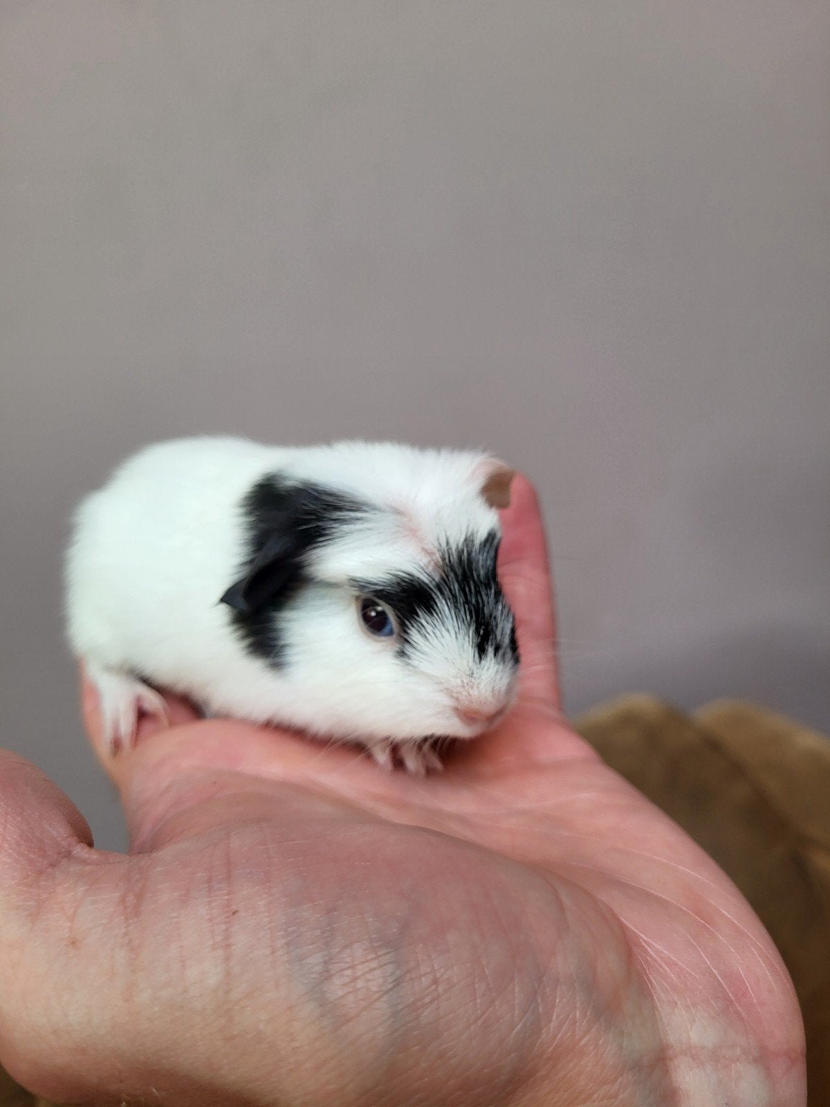 Schattige Cavia's te koop!, Cavia, Juni, Geslacht onbekend, Tam