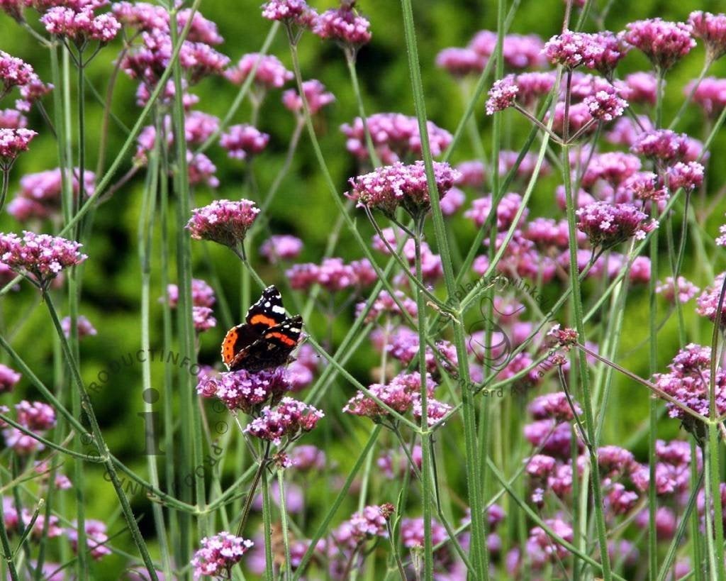 Nu aanbieding 10 verbena bonariensis voor €10, Tuin en Terras, Planten | Tuinplanten, Volle zon, Vaste plant, Zomer, Ophalen