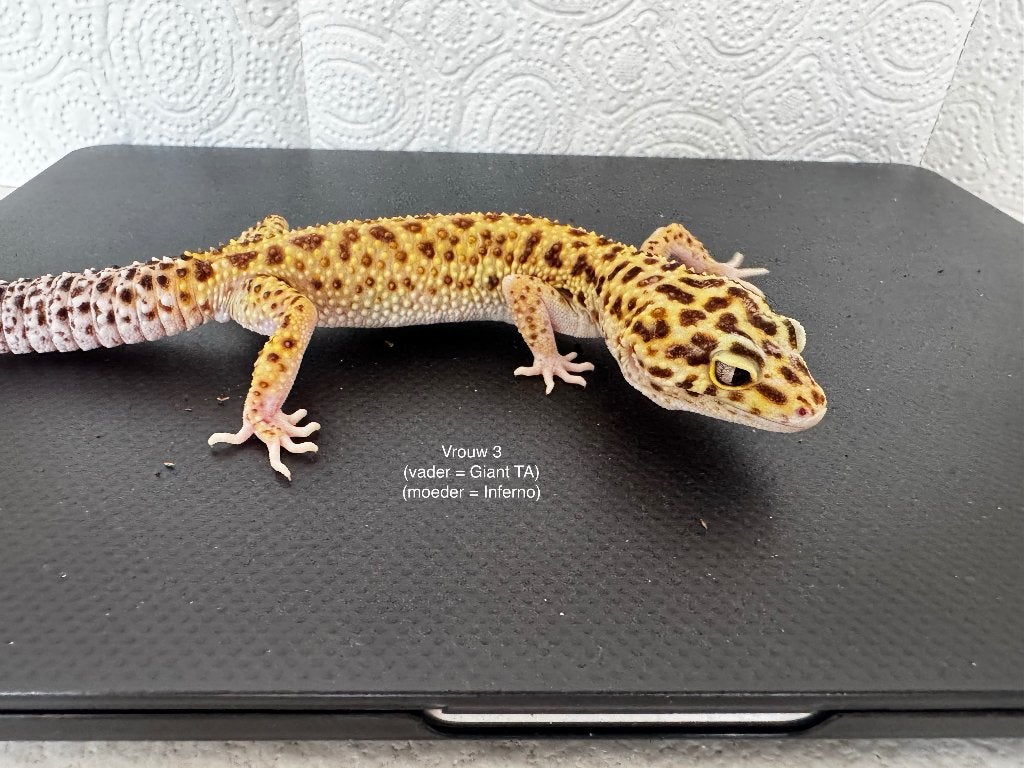 Luipaardgekko vrouw