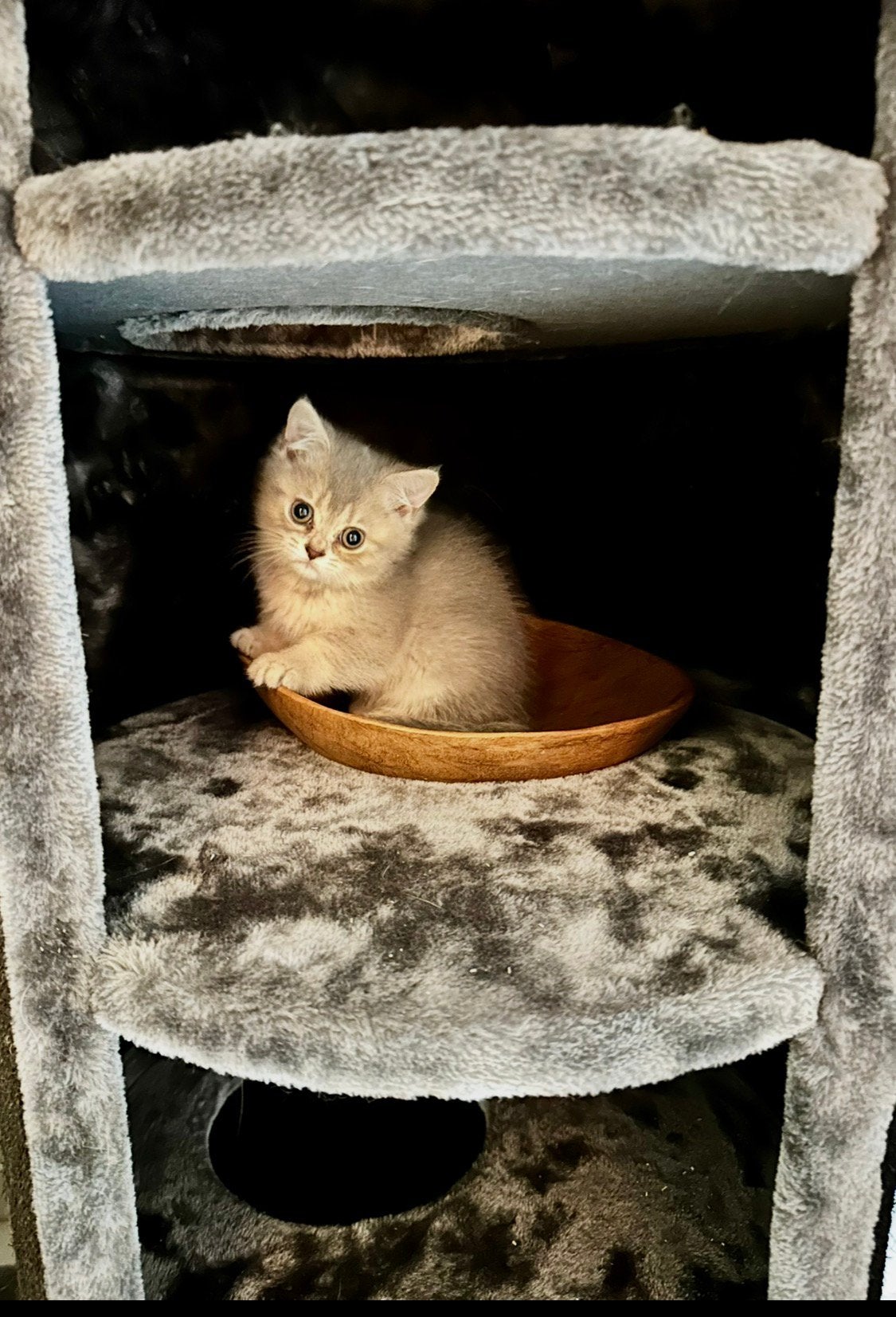 Britse Korthaar kittens Shaded Blue Golden & Golden Brown, Dieren en Toebehoren, Meerdere dieren, Ontwormd, 0 tot 2 jaar
