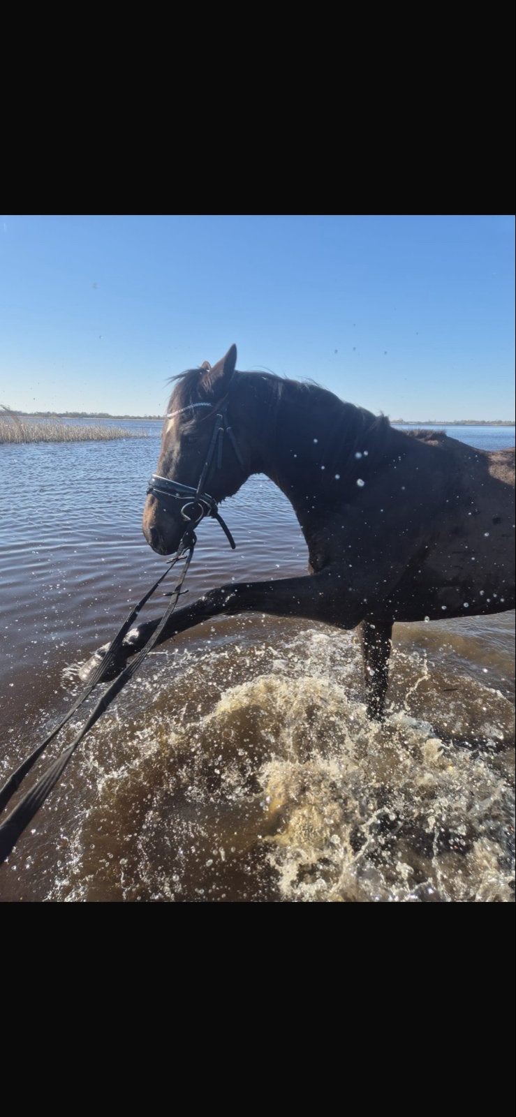 7 jarige ruin te koop, Dieren en Toebehoren, Paarden, Ruin, Dressuurpaard, 7 tot 10 jaar
